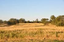 Dia de céu azul no Chaco paraguaio, região de Filadelfia